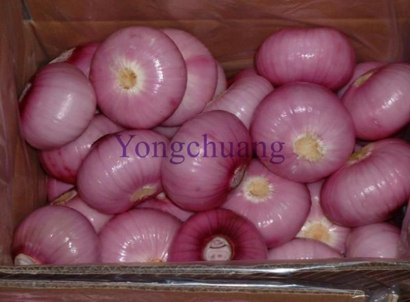 Automatic Onion Peeling Machine with High Capacity