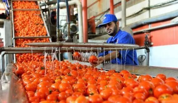 Good Quality Tomato Processing Plant Washer Drying Equipment Tomato Washing Machine