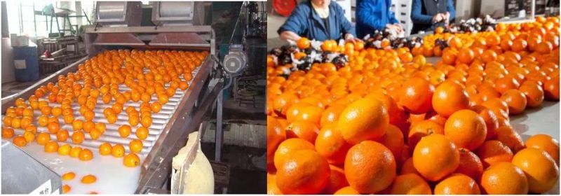 Orange Cleaning Machine Orange Brush Washing Machine
