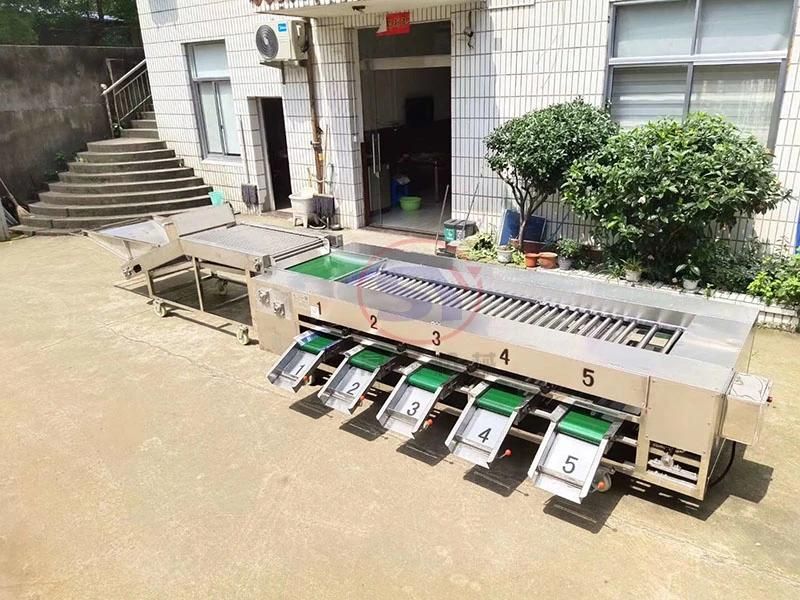 3-7 Grades Automatic Fruit&Vegetable Sorting Grading Machine Roller Type