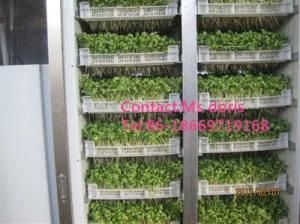 Automatic Bean Sprout Growing Machine