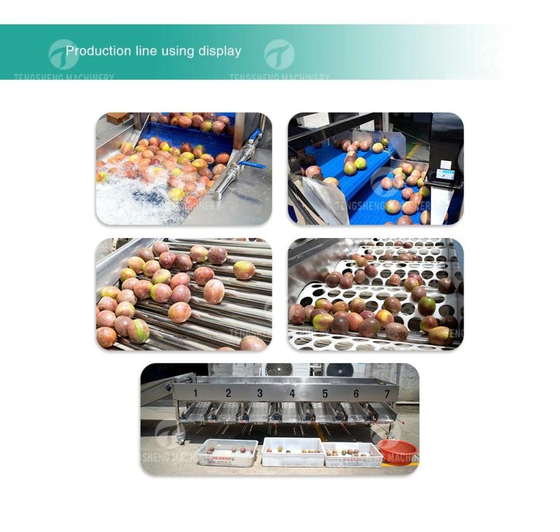 Citrus Apple Orange Passion Fruit Cleaning Air Drying Sorting Production Line Food Processing Equipment Machine