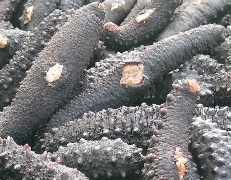 Trays Food Dehydrator Commerical Sea Cucumber Drying Machine