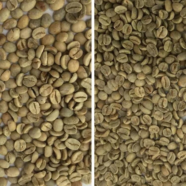 Coffee Processing Machine 7 Chutes Bean Selector