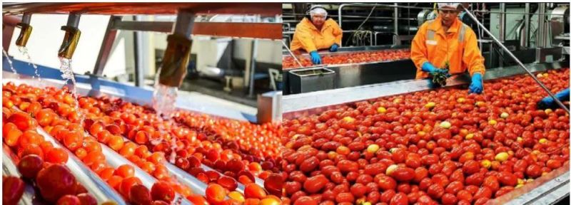 Tomato Washing Blanching and Cooling Machine Tomato Pre-Cooking Machine