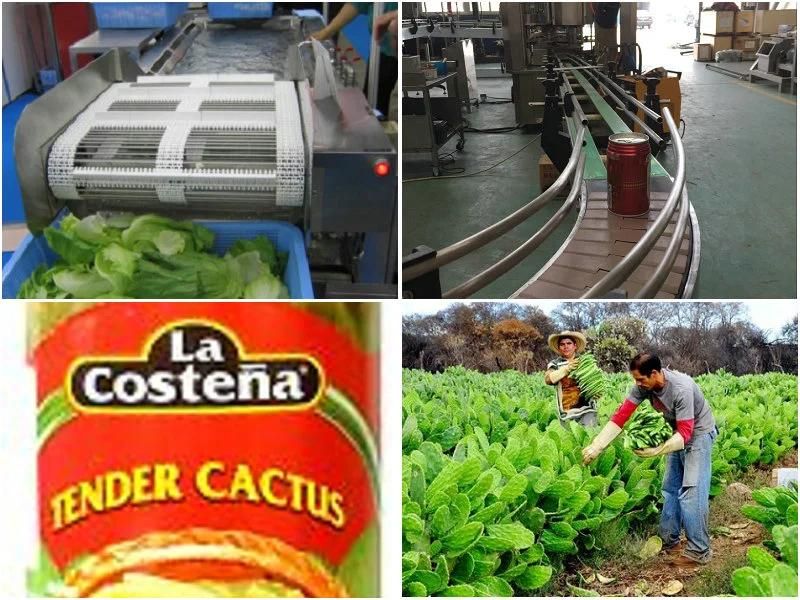 Nopal Processing Line / Cactus Production Plant