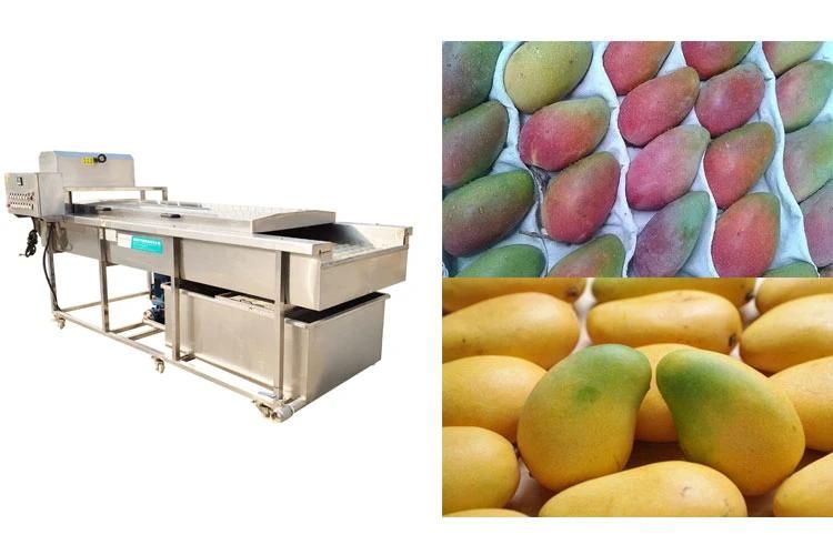 Brush Washing Fruit Washer Processing Machinery Mango Washing Machine