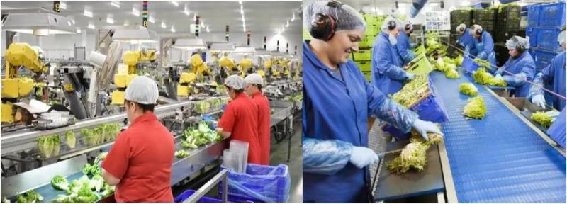 Lettuce Washing and Dewatering Machine Vegetable Machine
