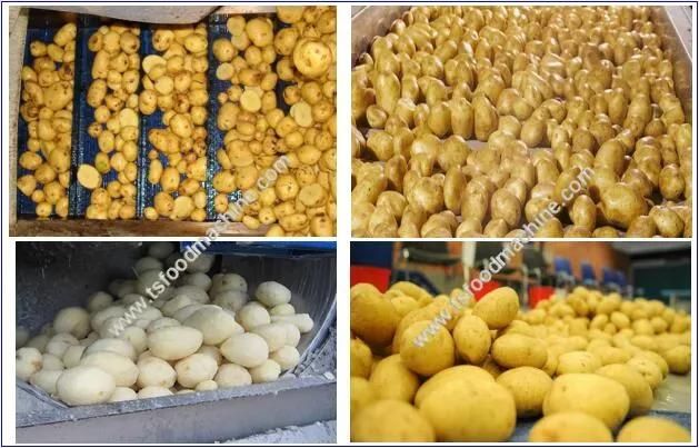 Automatic Fish Cassava Washer and Peelers Potato Carrot Ginger Washing Brush Peeling Machine