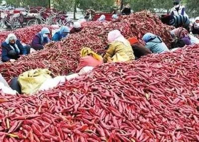 Spice Chilli Stem Cutting Machine