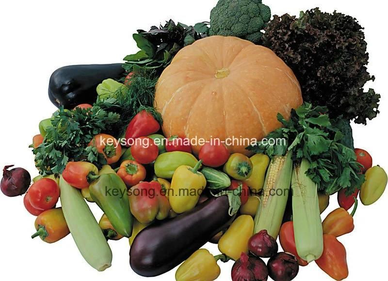 Air Bubble Vegetable Leafy Washing Machine with Best Prices for Sale