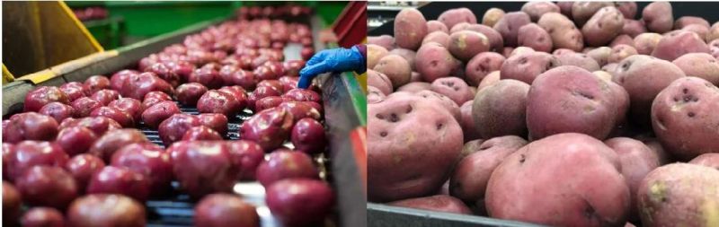 High Speed Line Vegetable Roller Washing Carrot Potato Peeling Machine