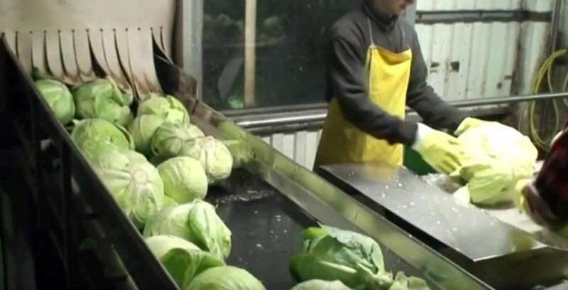 Spicy Cabbage Processing Line Cabbage Processing Machine