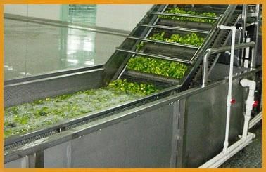 High Quality Fruits Vegetables Washing Processing Cleaning Machinery