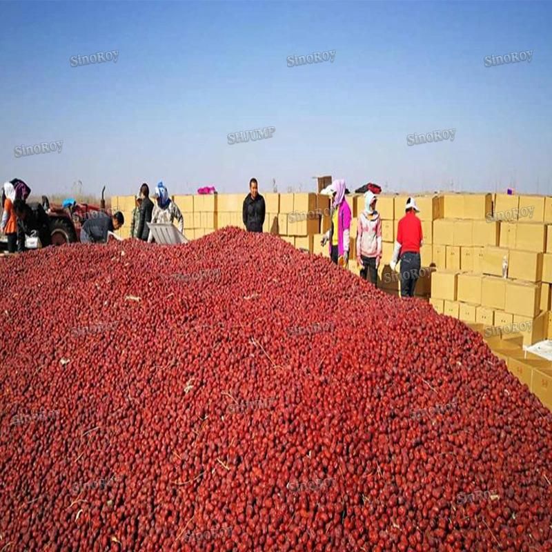 1000kg Red Dates Juice Red Dates Paste Processing Line