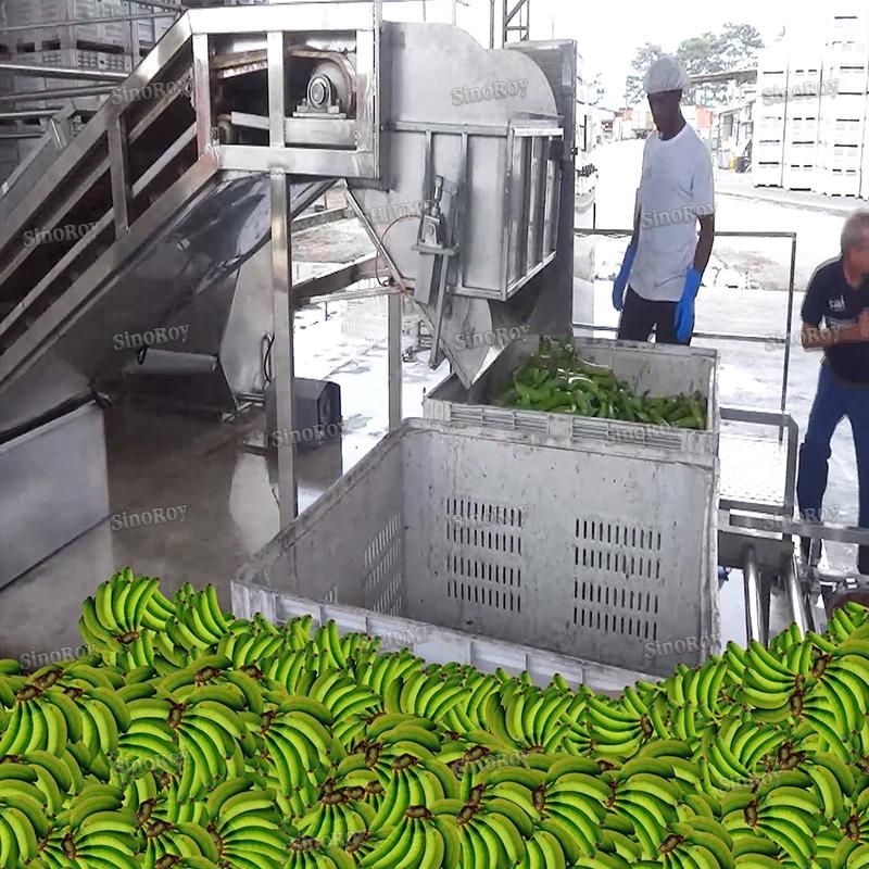10t/Hr Capacity Banana Processing Production Machine