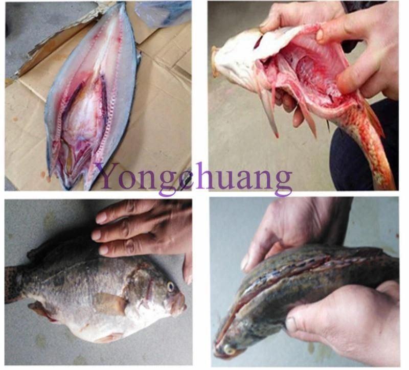 Automatic Fish Killing Machine with High Quality