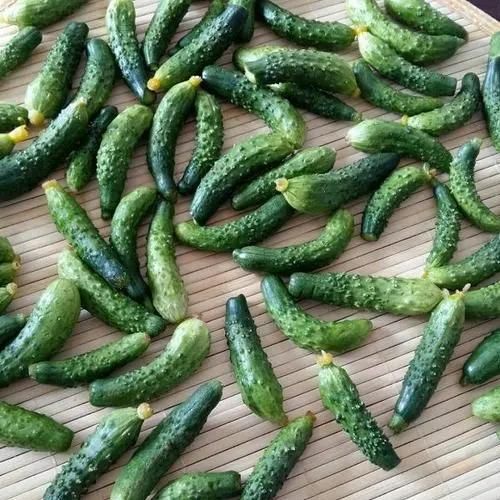 Continous Steam Blancher Cucumber Blanching Machine