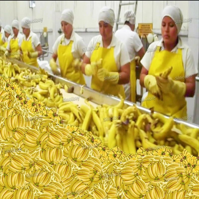 10t/Hr Capacity Banana Processing Production Machine