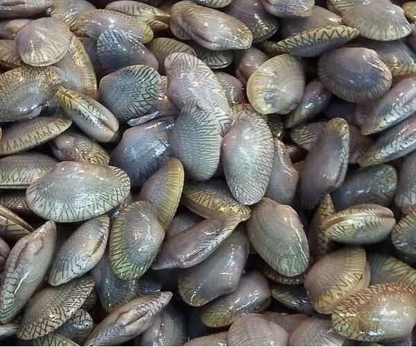 Food Cleaning Brush Washing Machine Shellfish Washing Machine