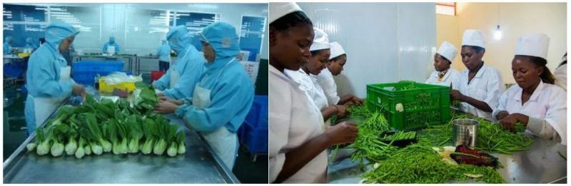 Industrial Automatic Rape Vegetable Processing Line
