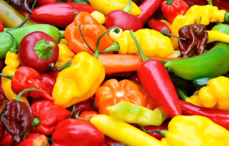 Washing and Drying Vegetable Line Pepper Washing Conveyor
