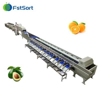 Citrus Apple Mango Nectarine Orange Avocado Fruit Washing Drying Waxing Sorting Processing ...