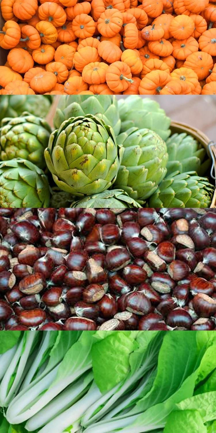 Chestnut Pumpkin Artichoke Bok Choy Artichoke Washer Bubble Washing Machine