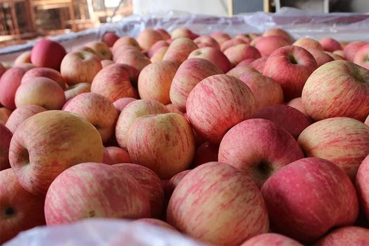 Automatic Fruit Vegetable Washer Machines Apple Washing Machine