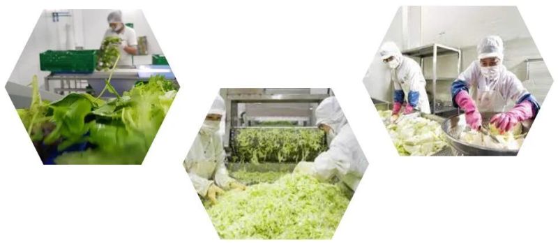 Lettuce Drying Machine Spinner Vegetable Dewater Machine