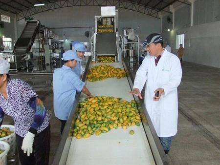 Small Capacity Mango Paste Processing Plant