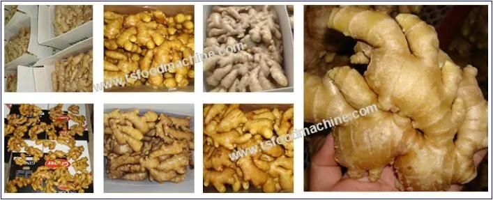 Ginger Peeling Machine Ginger Brush Cleaning Machine