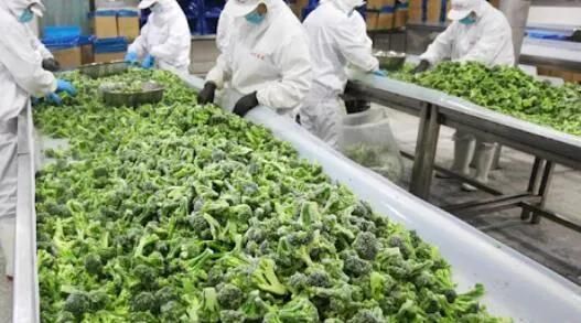 Broccoli Processing Line Vegetable Processing Machines
