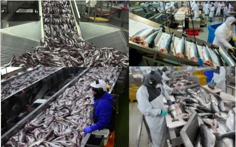 Shrimp Seafood Fish Cleaning Machine Seafood Washing Machine