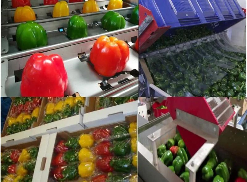 Vegetable Washing and Drying Processing Line Vegetaable Washer Machines Pepper Washing Machine