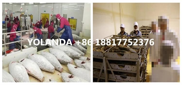 Canned Tuna in Oil Production Plant