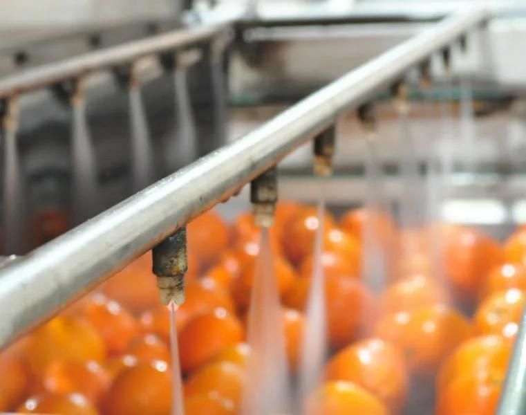 Berry Fruit Cleaning Machine Equipment Newly Created for Apple Grading Mango