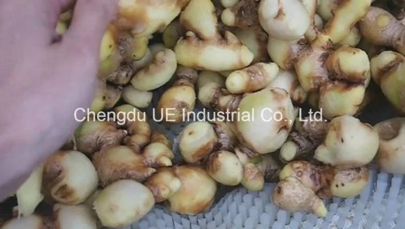 Ginger Cleaning/Washing and Peeling Machine