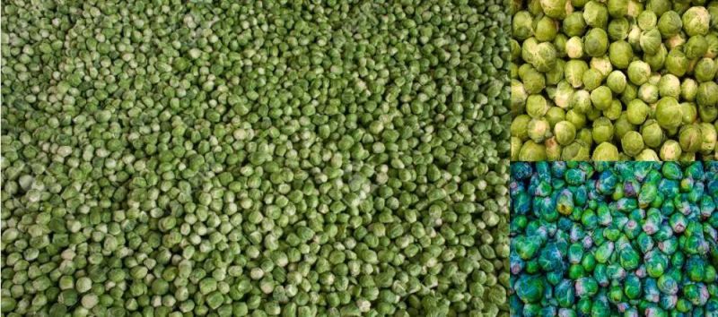 Brussels Sprouts Blanching and Cooling Machine