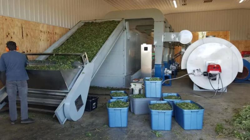 1000/1500/2000/3000/5000lbs Contiunous Industrial Hemp Leaf Flower Biomass Mesh Belt Dryer