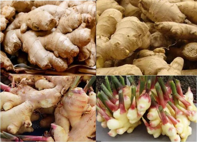 Industrial Automatic Ginger Washing Peeling Drying Milling Processing Machine