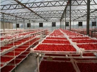 Dried Tomato Making Machine Natural and Clean Sugared Tomato Drying Line