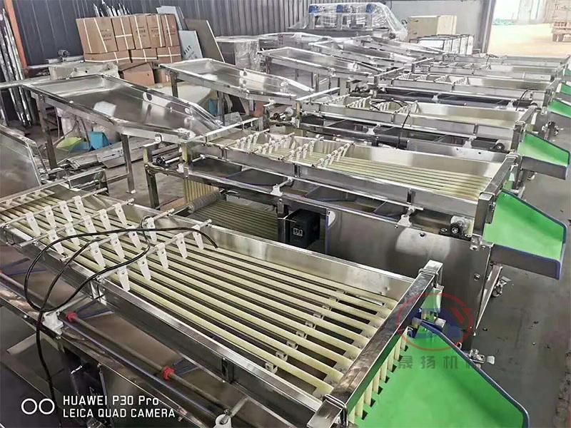 Walnut Sizing Sorting Machine Size Grading Factory