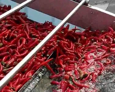 High Capacity Fruit Processing Machinery Vegetable Washing Machine