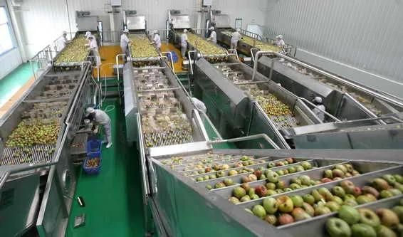 Shanghai Full Aotumatic Mango Juice Processing Machine