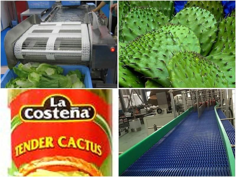 Nopal Processing Line / Cactus Production Plant