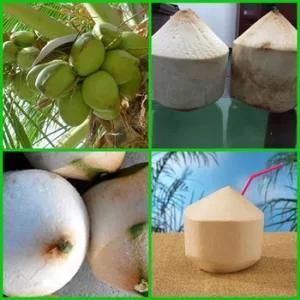 Factory Supply Coconut Peeling Machine for Sale