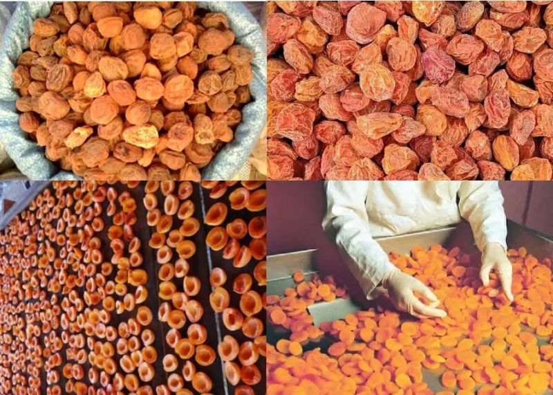 Fruit Dehydrator Apricot Dryer and Drying Machine