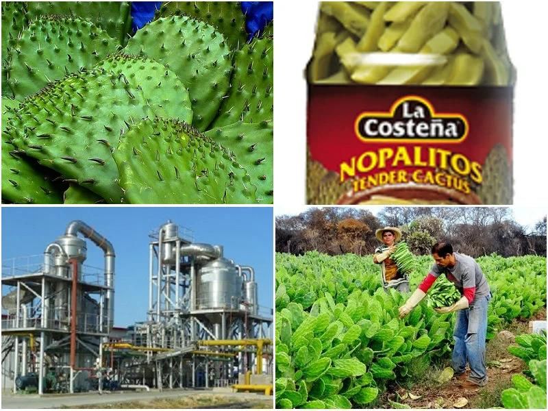 Nopal Processing Line / Cactus Production Plant