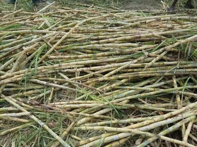 2020 Hot Sale and Good Quality Sugarcane Leaf Remover